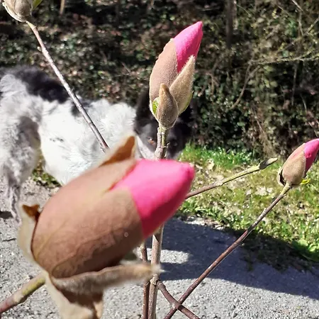 Cascina Linet Holiday home *