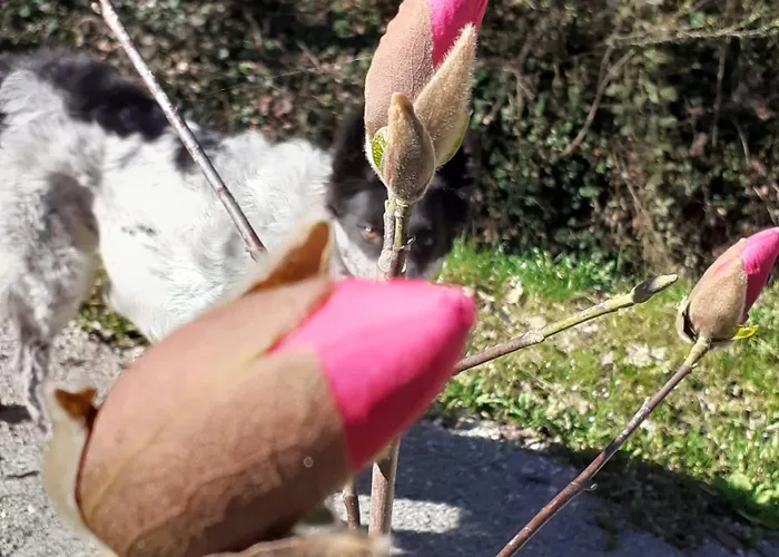 Cascina Linet Casa vacanze *